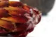 Preserved Protea Grandiceps Red 7