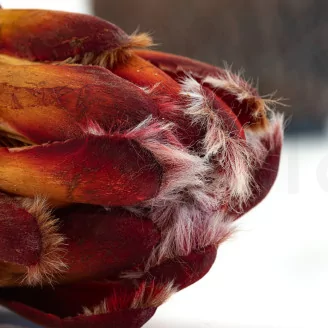 Preserved Protea Grandiceps Red