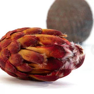 Preserved Protea Grandiceps Red