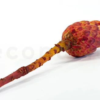 Preserved Protea Grandiceps Red
