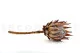 Preserved Protea Cynaroides Cream 6