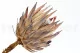 Preserved Protea Cynaroides Cream 2