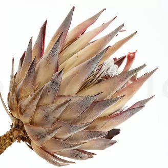 Preserved Protea Cynaroides Cream