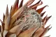 Preserved Protea Cynaroides Cream 4