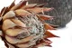 Preserved Protea Cynaroides Cream 7