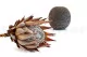 Preserved Protea Cynaroides Cream 10