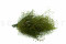 A Bunch of Green Preserved Star That Can be Used as a Filler