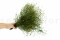 A Bunch of Green Preserved Star That Can be Used as a Filler