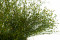 A Bunch of Green Preserved Star That Can be Used as a Filler