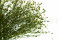 A Bunch of Green Preserved Star That Can be Used as a Filler