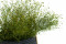 A Bunch of Green Preserved Star That Can be Used as a Filler