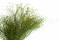 A Bunch of Green Preserved Star That Can be Used as a Filler