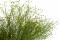 A Bunch of Green Preserved Star That Can be Used as a Filler