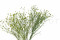 A Bunch of Green Preserved Star That Can be Used as a Filler