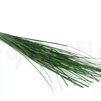 Preserved Long Gynerium