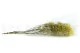 Preserved Baby's Breath Gypsophila Yellow 10