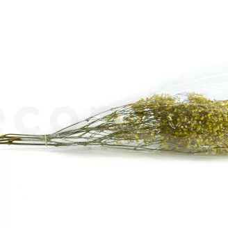 Preserved Baby's Breath Gypsophila Yellow