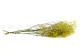 Preserved Baby's Breath Gypsophila Yellow 3