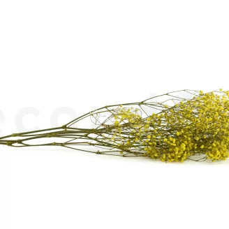 Preserved Baby's Breath Gypsophila Yellow