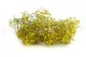 Preserved Baby's Breath Gypsophila Yellow 5