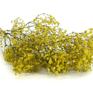 Preserved Baby's Breath Gypsophila Yellow