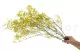 Preserved Baby's Breath Gypsophila Yellow 2
