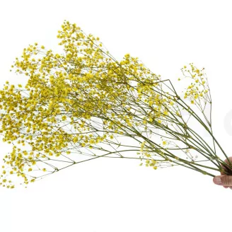 Preserved Baby's Breath Gypsophila Yellow