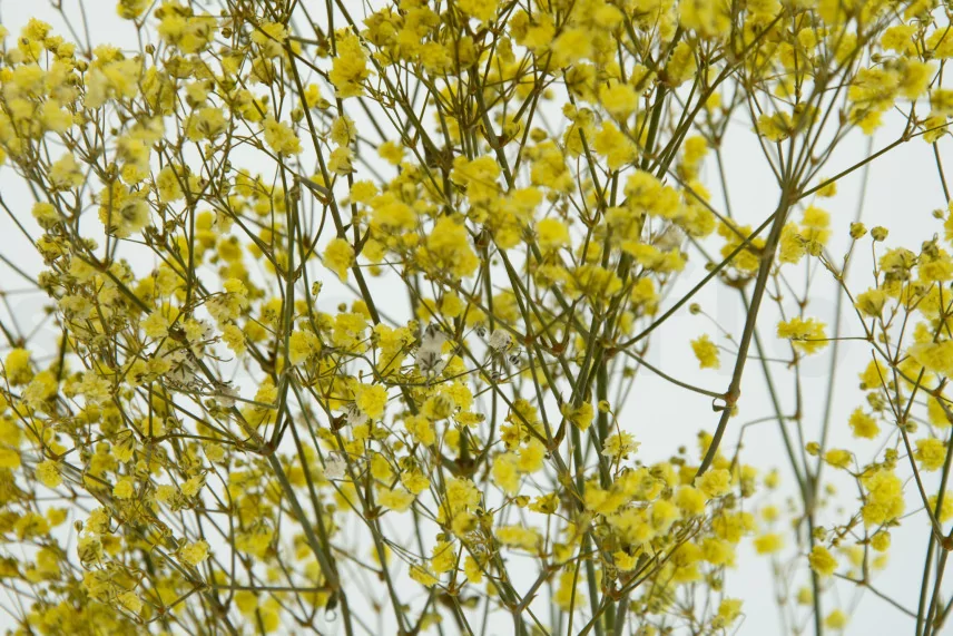 Preserved Baby's Breath Gypsophila Yellow