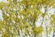 Preserved Baby's Breath Gypsophila Yellow 1
