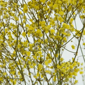 Preserved Baby's Breath Gypsophila Yellow