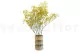 Preserved Baby's Breath Gypsophila Yellow 6