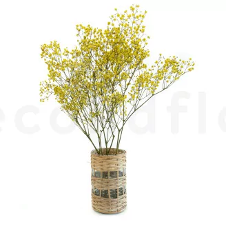 Preserved Baby's Breath Gypsophila Yellow