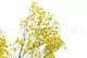 Preserved Baby's Breath Gypsophila Yellow 7