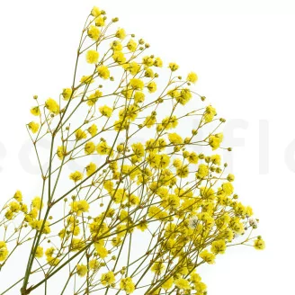 Preserved Baby's Breath Gypsophila Yellow