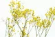 Preserved Baby's Breath Gypsophila Yellow 9