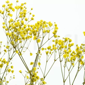 Preserved Baby's Breath Gypsophila Yellow