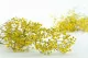Preserved Baby's Breath Gypsophila Yellow 4