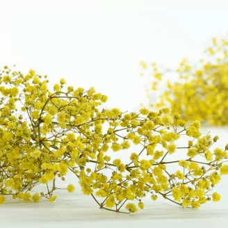 Preserved Baby's Breath Gypsophila Yellow
