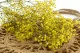 Preserved Baby's Breath Gypsophila Yellow 8