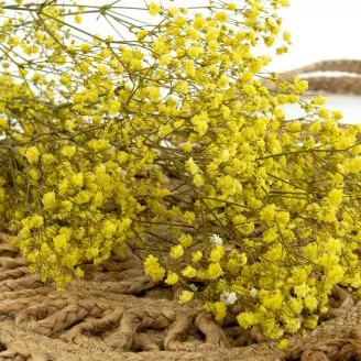 Preserved Baby's Breath Gypsophila Yellow