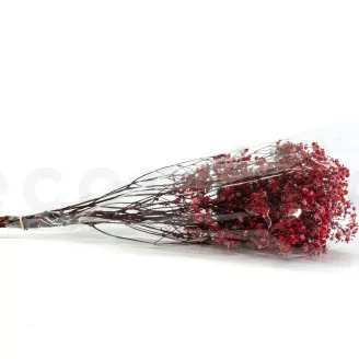 Preserved Baby's Breath Gypsophila Red