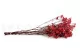 Preserved Baby's Breath Gypsophila Red 3