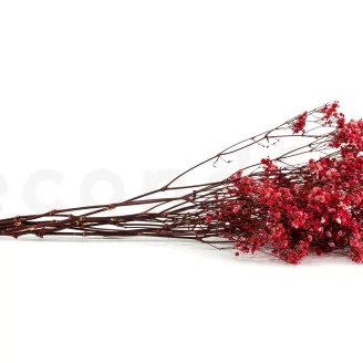 Preserved Baby's Breath Gypsophila Red