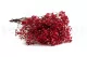 Preserved Baby's Breath Gypsophila Red 5