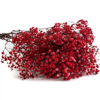 Preserved Baby's Breath Gypsophila Red
