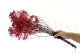 Preserved Baby's Breath Gypsophila Red 2