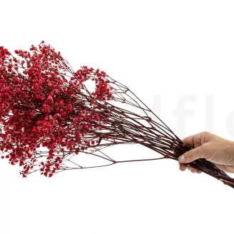 Preserved Baby's Breath Gypsophila Red