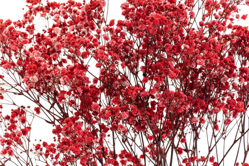 Preserved Baby's Breath Gypsophila Red