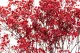 Preserved Baby's Breath Gypsophila Red 1