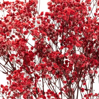 Preserved Baby's Breath Gypsophila Red